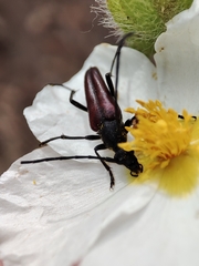 Stenurella approximans