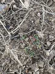 Euphorbia serpens