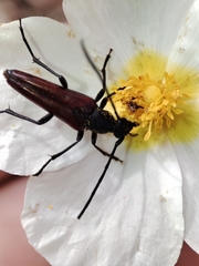 Stenurella approximans