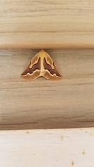 Sabulodes edwardsata