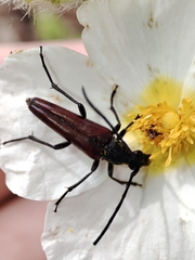 Stenurella approximans