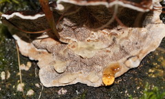 Datronia brunneoleuca