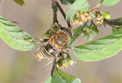 Palpada mexicana