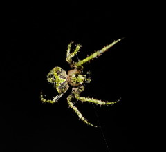 Novaranea courti