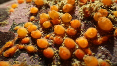 Metandrocarpa taylori