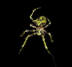 Novaranea courti