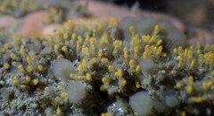 Pycnoclavella stanleyi