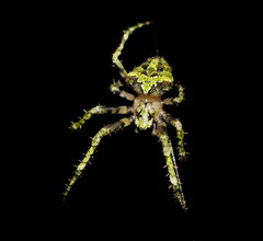 Novaranea courti