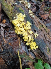 Cotylidia aurantiaca