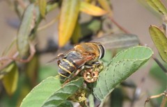 Palpada mexicana