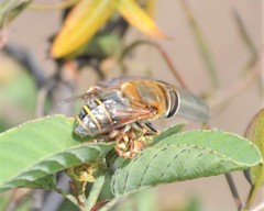 Palpada mexicana