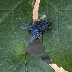 Calliphora