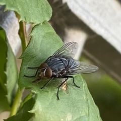 Calliphora