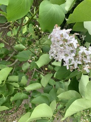 Syringa oblata