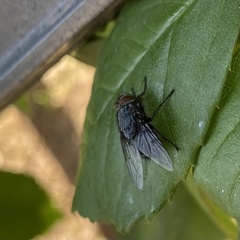 Calliphora