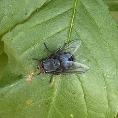 Calliphora