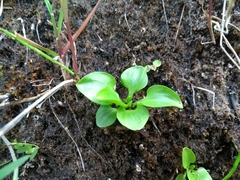 Parnassia parviflora