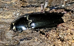 Melanactes