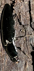 Melanactes