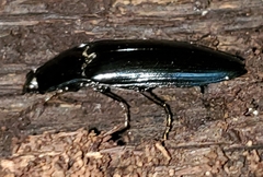 Melanactes