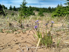 Sisyrinchium montanum