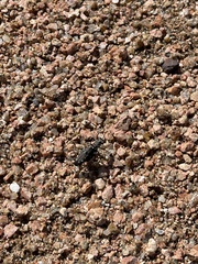 Cicindela ocellata rectilatera
