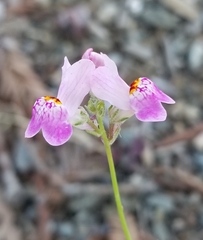 Linaria maroccana