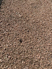 Cicindela ocellata rectilatera