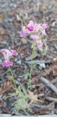 Linaria maroccana