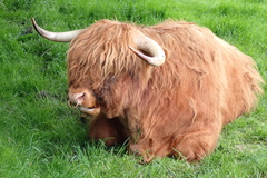 Bos taurus