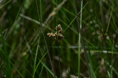 Bolboschoenus glaucus