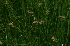 Bolboschoenus glaucus