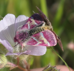 Schinia pulchripennis