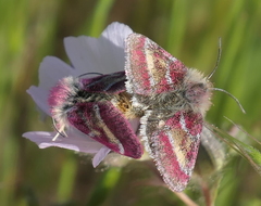 Schinia pulchripennis