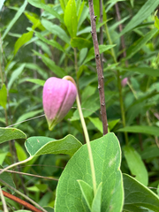 Clematis carrizoensis