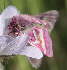 Schinia pulchripennis