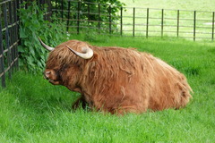 Bos taurus