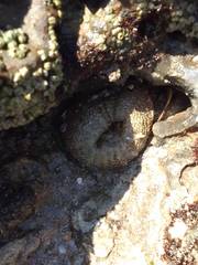 Anthopleura biscayensis