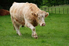 Bos taurus