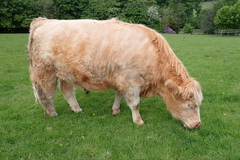 Bos taurus