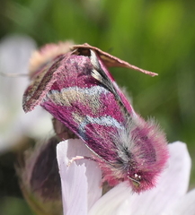 Schinia pulchripennis