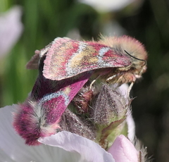 Schinia pulchripennis