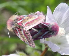Schinia pulchripennis