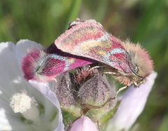 Schinia pulchripennis