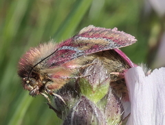 Schinia pulchripennis