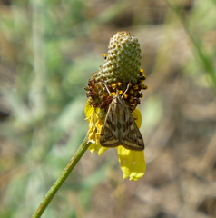Loxostege cereralis