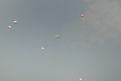 Trepobates subnitidus