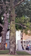 Ceiba speciosa