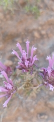 Thymus longiflorus