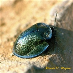 Cyrtonota thalassina